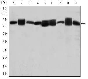 HSP90AB1 Mouse Monoclonal Antibody [Clone ID: 5G4] - image 1