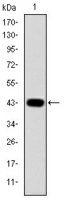 c-Jun (JUN) Mouse Monoclonal Antibody [Clone ID: 5B1] - image 1