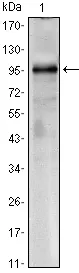 TORC1 (CRTC1) Mouse Monoclonal Antibody [Clone ID: 1B5] - image 1