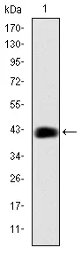 CEBP Beta (CEBPB) Mouse Monoclonal Antibody [Clone ID: 3H9] - image 1