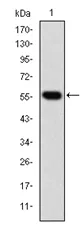 TCP1 beta (CCT2) Mouse Monoclonal Antibody [Clone ID: 5B5F5] - image 1