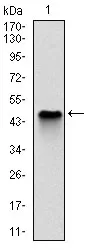 NQO1 Mouse Monoclonal Antibody [Clone ID: 1A11] - image 1