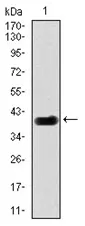 DLL4 Mouse Monoclonal Antibody [Clone ID: 4A11F8/4A11G2] - image 1