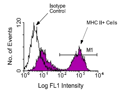 MHC Class II I-Ab Rat Monoclonal Antibody [Clone ID: NIMR-4] - image 1