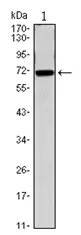 CDC27 Mouse Monoclonal Antibody [Clone ID: 5C12] - image 1