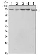 STAT3 Mouse Monoclonal Antibody [Clone ID: 3B5] - image 1