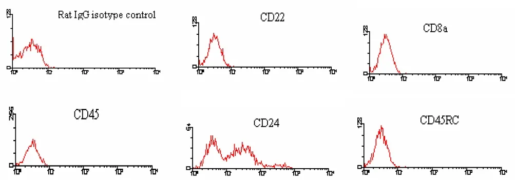 Rat IgG2c (gamma 2c chain specific) Mouse Monoclonal Antibody [Clone ID: 2C 8F1] - image 1