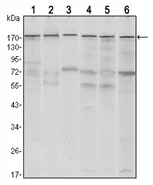 SETDB1 Mouse Monoclonal Antibody [Clone ID: 5H6D4] - image 1