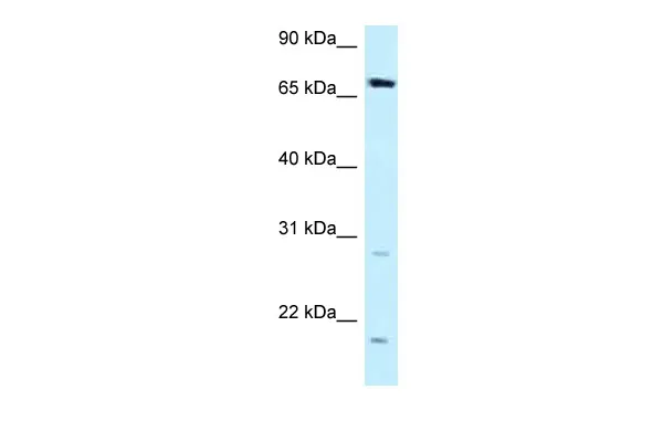 Rat IgG2b Isotype Control - image 1