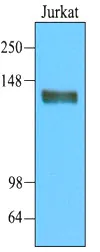 CD45 (PTPRC) Mouse Monoclonal Antibody [Clone ID: 3G4] - image 1