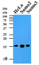 Sumo 2 (SUMO2) Mouse Monoclonal Antibody [Clone ID: AT10F1] - image 1