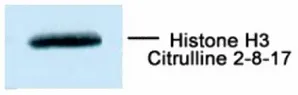 Histone H3 (Citrulline Arg2, 8, 17) Mouse Monoclonal Antibody [Clone ID: 7C10] - image 1
