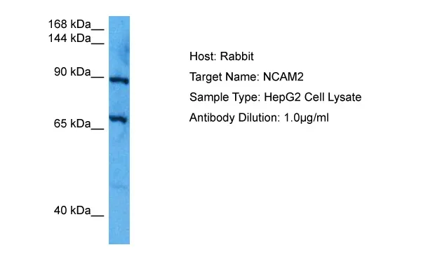 Mouse IgG1 Isotype Control - image 1