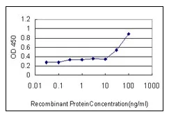 RUNX2 Mouse Monoclonal Antibody [Clone ID: 1D2] - image 1