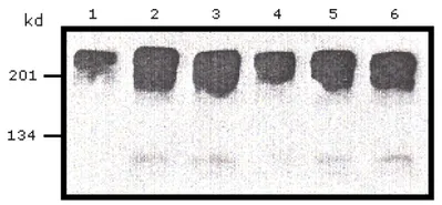 c-Myc (MYC) Mouse Monoclonal Antibody [Clone ID: Myc.A7] - image 1