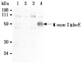 SIGLEC5 Rat Monoclonal Antibody [Clone ID: 8D2] - image 1