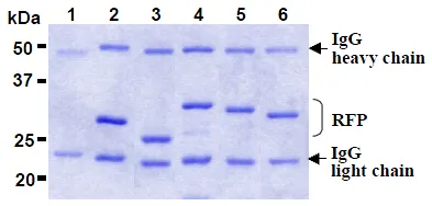 RFP-Tag Mouse Monoclonal Antibody [Clone ID: 3G5] - image 1