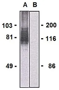 LARGE (LARGE1) (35-142) Mouse Monoclonal Antibody [Clone ID: LARGE-02] - image 1