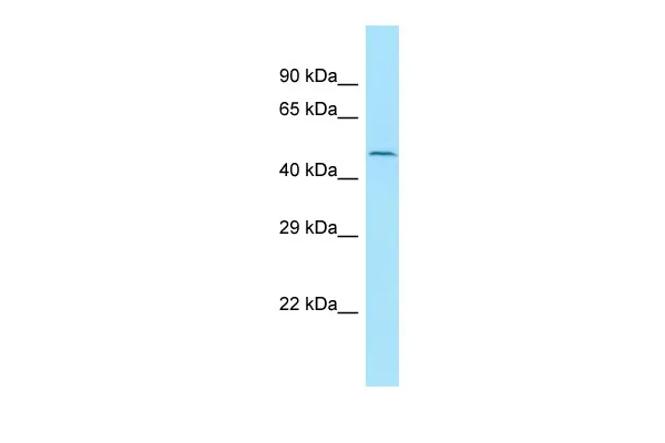 Mouse IgG2a Isotype Control - image 1