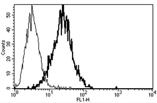 Nectin 2 (NECTIN2) Mouse Monoclonal Antibody [Clone ID: B-C12] - image 1