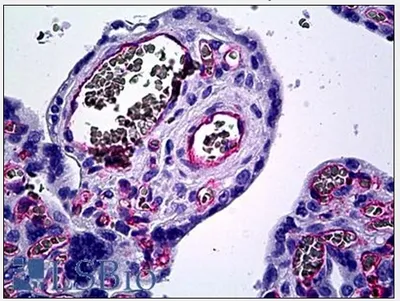 Endothelium Mouse Monoclonal Antibody [Clone ID: EN4] - image 1