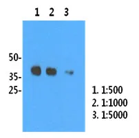 Influenza A H1N1 Mouse Monoclonal Antibody [Clone ID: AT1G7] - image 1