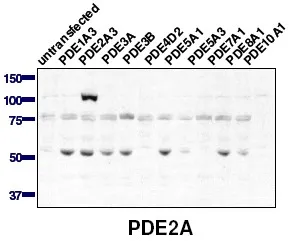PDE2A Rabbit Polyclonal Antibody - image 1