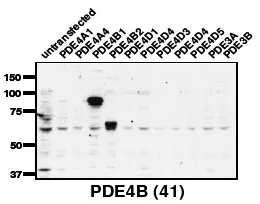PDE4 (PDE4B) Rabbit Polyclonal Antibody - image 1