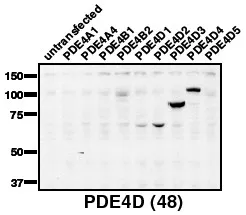 PDE4D Rabbit Polyclonal Antibody - image 1