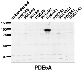 PDE5A Rabbit Polyclonal Antibody - image 1