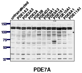 PDE7A Rabbit Polyclonal Antibody - image 1