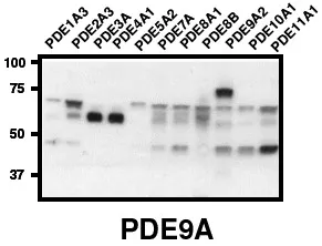 PDE9A Rabbit Polyclonal Antibody - image 1