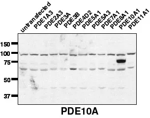 PDE10A Rabbit Polyclonal Antibody - image 1