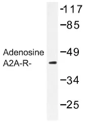Adenosine Receptor A2a (ADORA2A) Rabbit Polyclonal Antibody - image 1