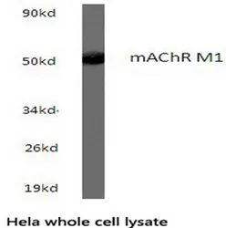 CHRM1 Rabbit Polyclonal Antibody - image 1