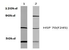 HSP70-1A (HSPA1A) Rabbit Polyclonal Antibody - image 1