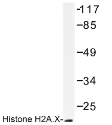 Histone H2A.X (H2AFX) Rabbit Polyclonal Antibody - image 1