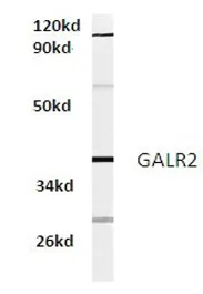 GALR2 Rabbit Polyclonal Antibody - image 1