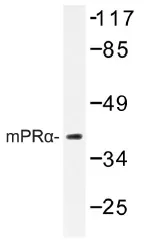 MPRA (PAQR7) Rabbit Polyclonal Antibody - image 1