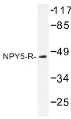 NPY5R Rabbit Polyclonal Antibody - image 1