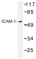 ICAM1 Rabbit Polyclonal Antibody - image 1
