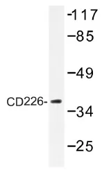 CD226 Rabbit Polyclonal Antibody - image 1