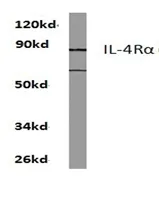 IL4R Rabbit Polyclonal Antibody - image 1