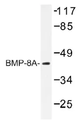 BMP8A Rabbit Polyclonal Antibody - image 1