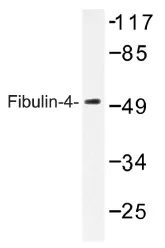 EFEMP2 Rabbit Polyclonal Antibody - image 1
