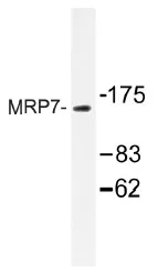 ABCC10 Rabbit Polyclonal Antibody - image 1