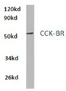 CCKBR Rabbit Polyclonal Antibody - image 1