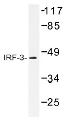 IRF3 Rabbit Polyclonal Antibody - image 1