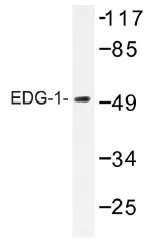 EDG1 (S1PR1) Rabbit Polyclonal Antibody - image 1