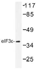EIF3E Rabbit Polyclonal Antibody - image 1